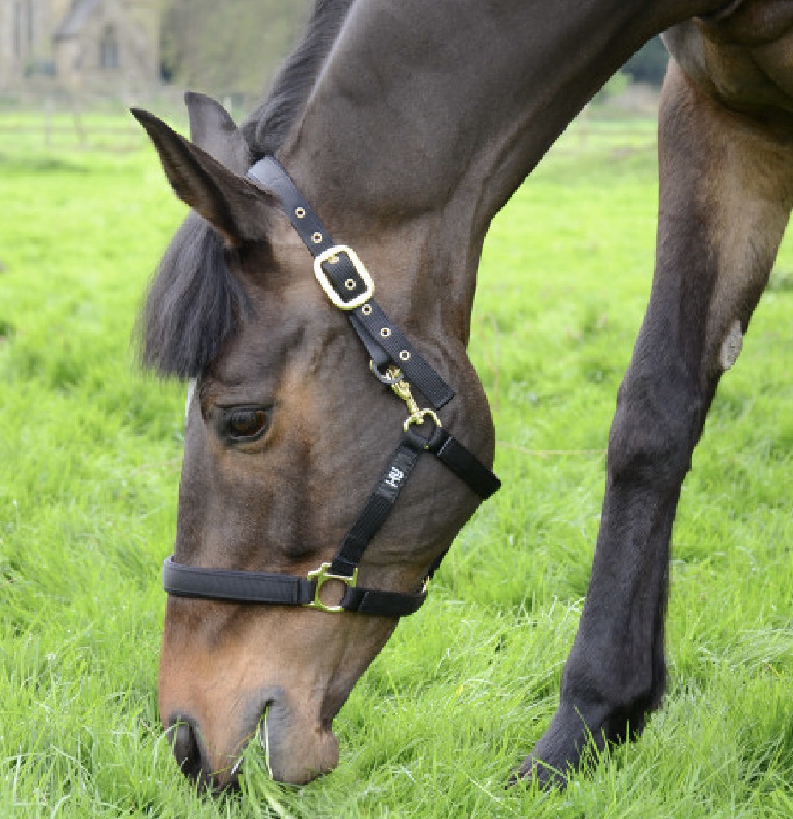 thumbnail image 2 of Strong Chain Controller ProSafe Padded Headcollar - Black - Small Pony/Cob/Full 2 of 5