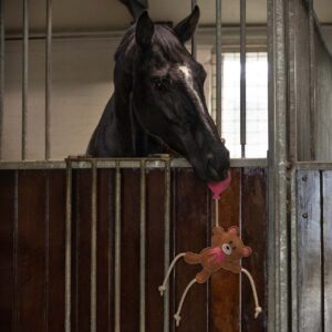 QHP Horse Toy - Valentine Bear