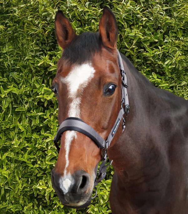 Premier Equine Corda Padded Head Collar with Lead Rope Grey - Image 2