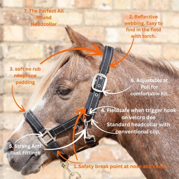 Cameo Field Safe Reflective Headcollar Royal Blue - Image 2