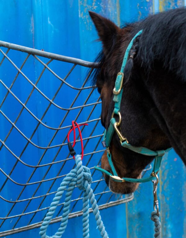 Hoof-It Quick Clip Safety Tie - Image 2