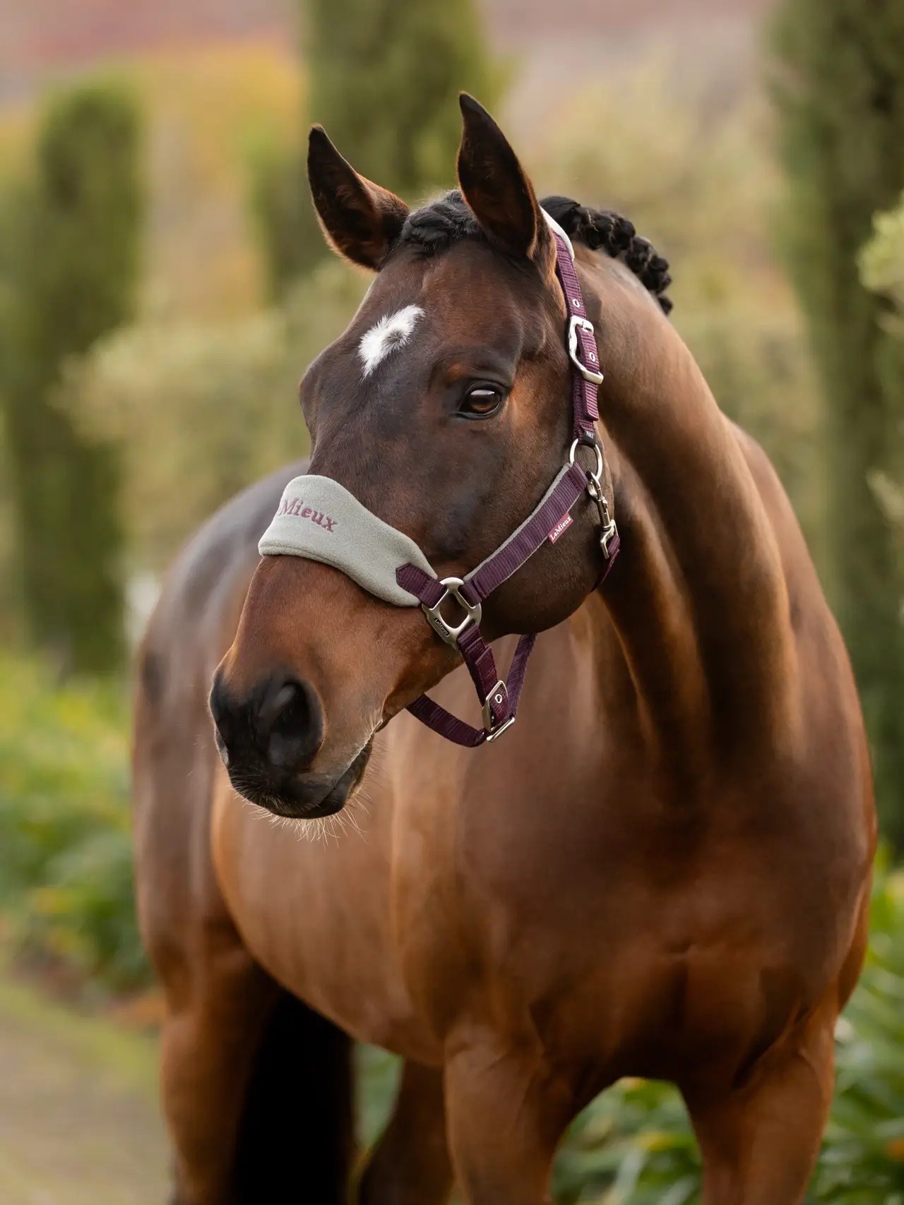 Lemieux Vogue Headcollar & Leadrope Damson - Image 2