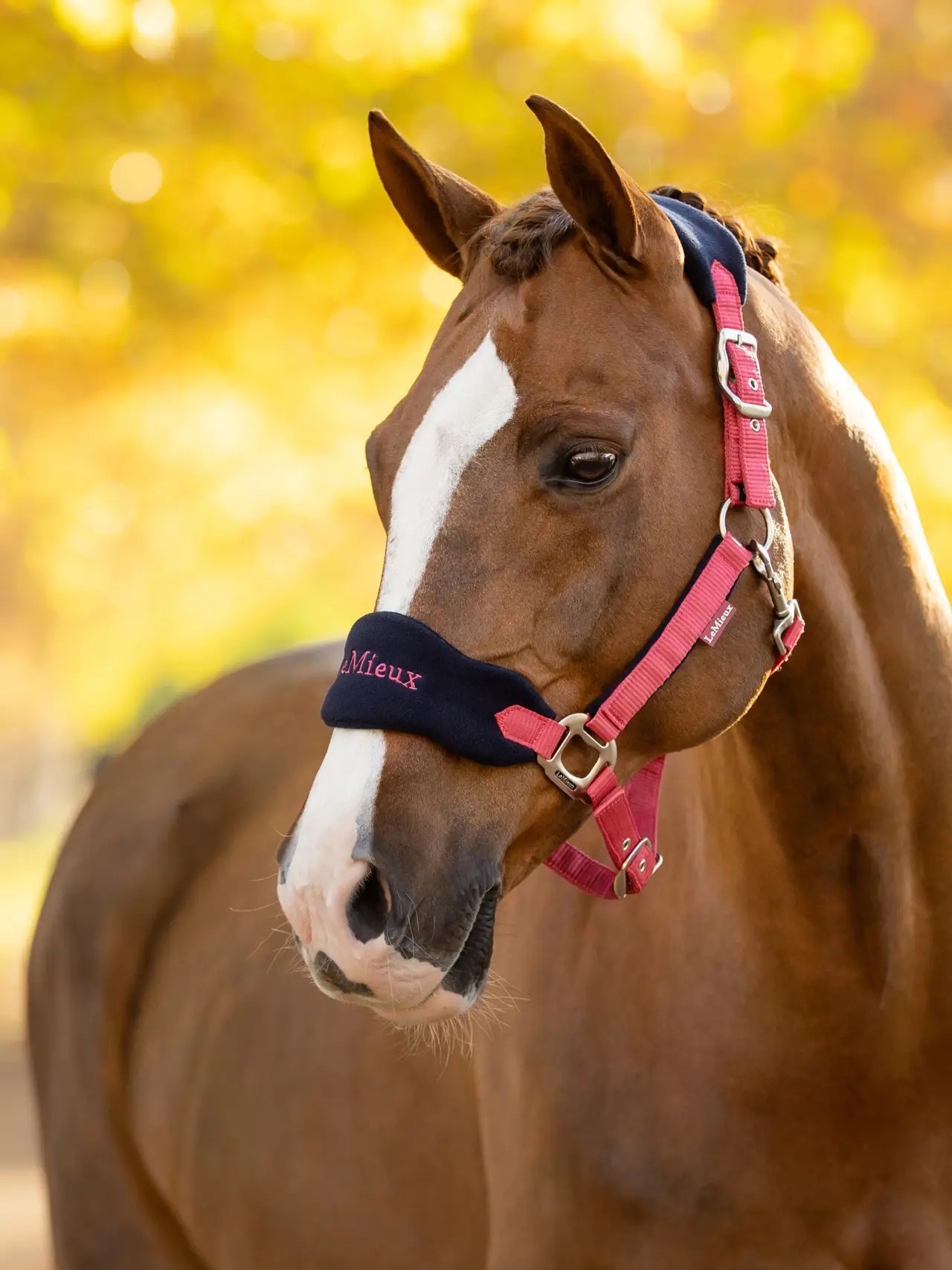 Lemieux Vogue Headcollar & Leadrope Cranberry - Image 2