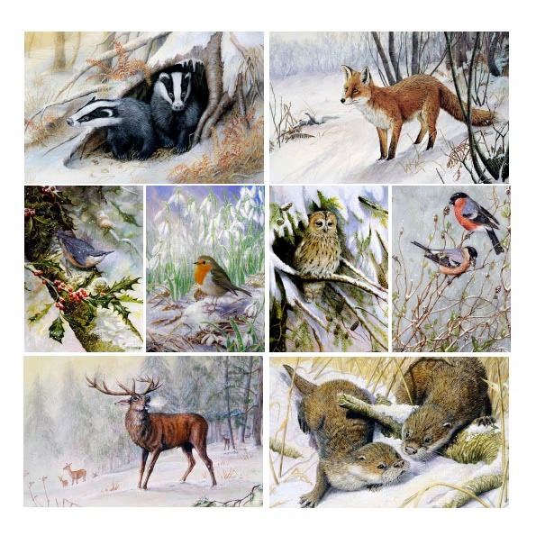 Wildlife Christmas Card 8 Pack by Dick Twinney