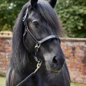 Black Padded Leather Headcollar
