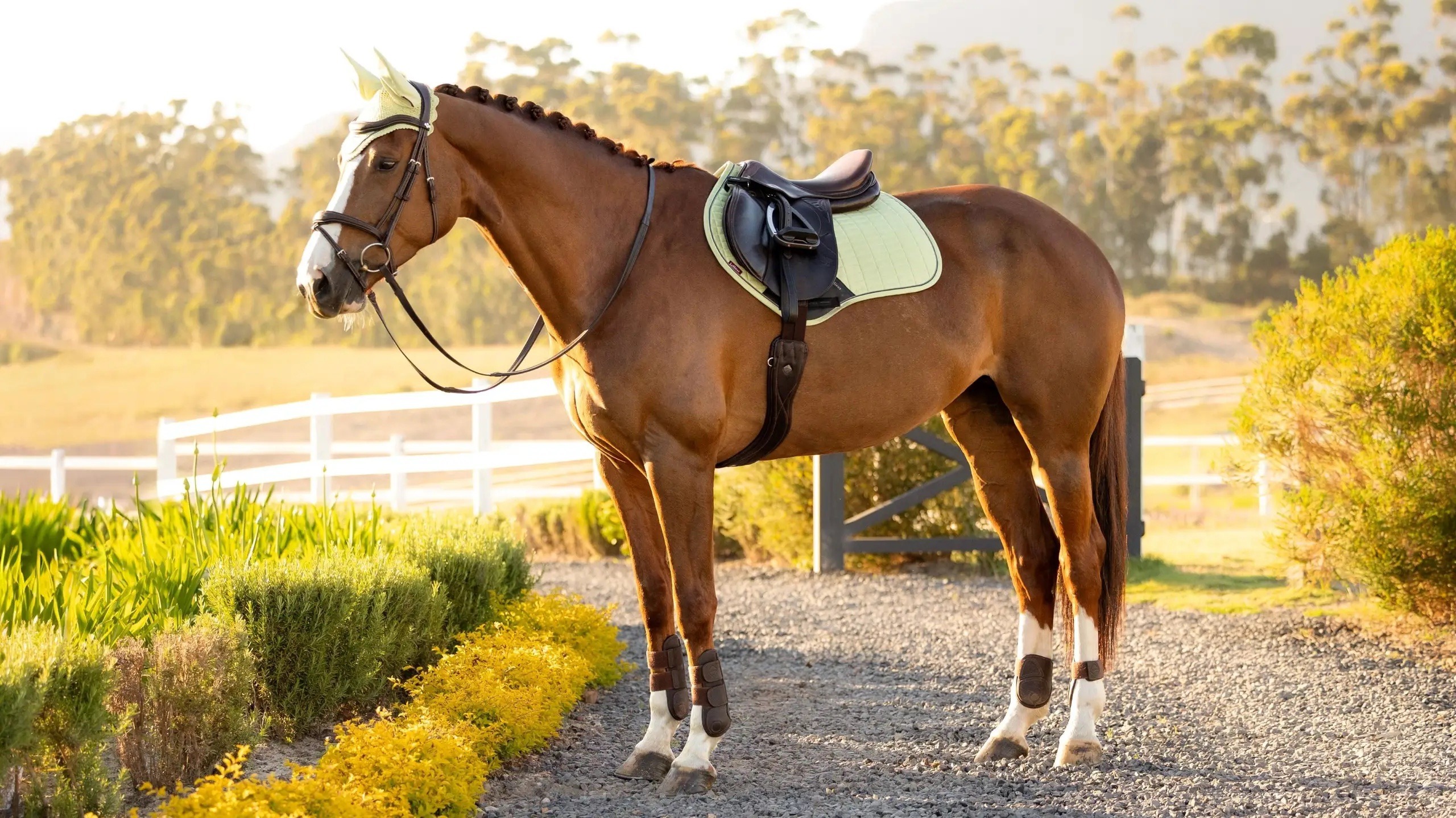 LeMieux Suede Close Contact Square Macaron - Image 2