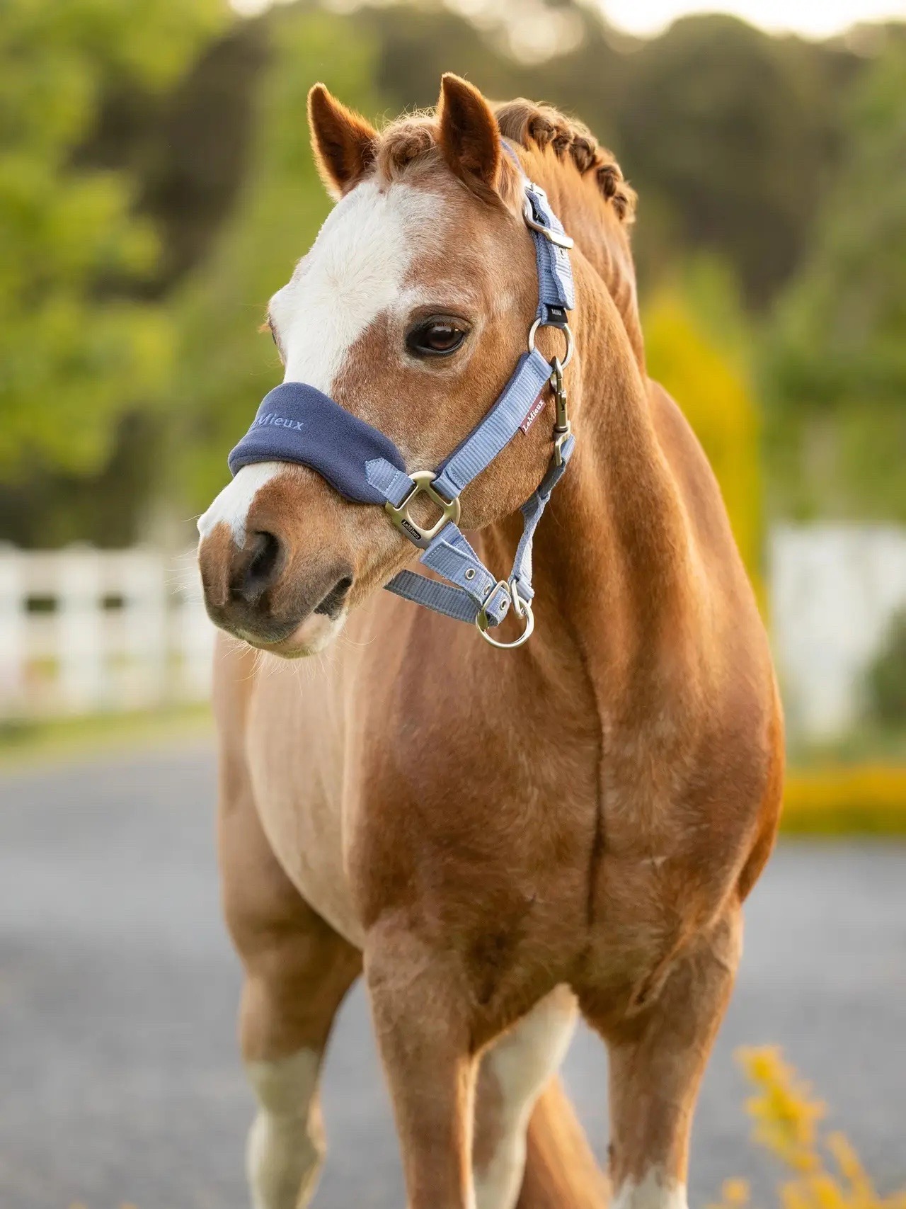 LeMieux Mini Vogue Headcollar & Leadrope Powder Blue