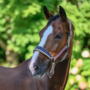 Tommy Hilfiger Lincoln Headcollar - Taupe
